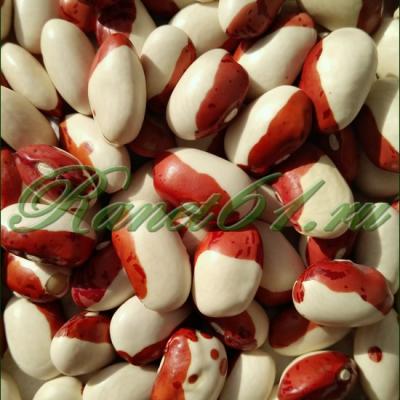 Фасоль Пионерка (10кг)